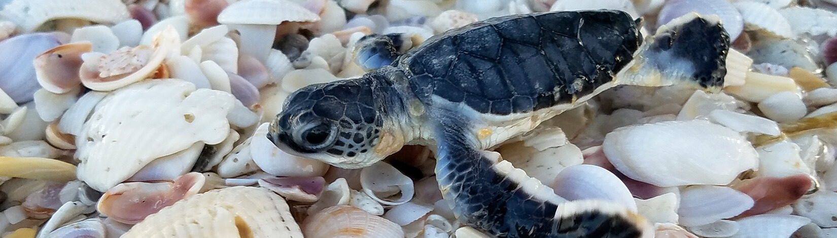 photo of a baby sea turtle with sea shells in the background